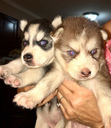 husky puppies for sale houston texas|husky adoption center near me.